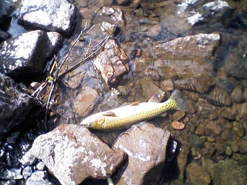 Cutthroat Trout