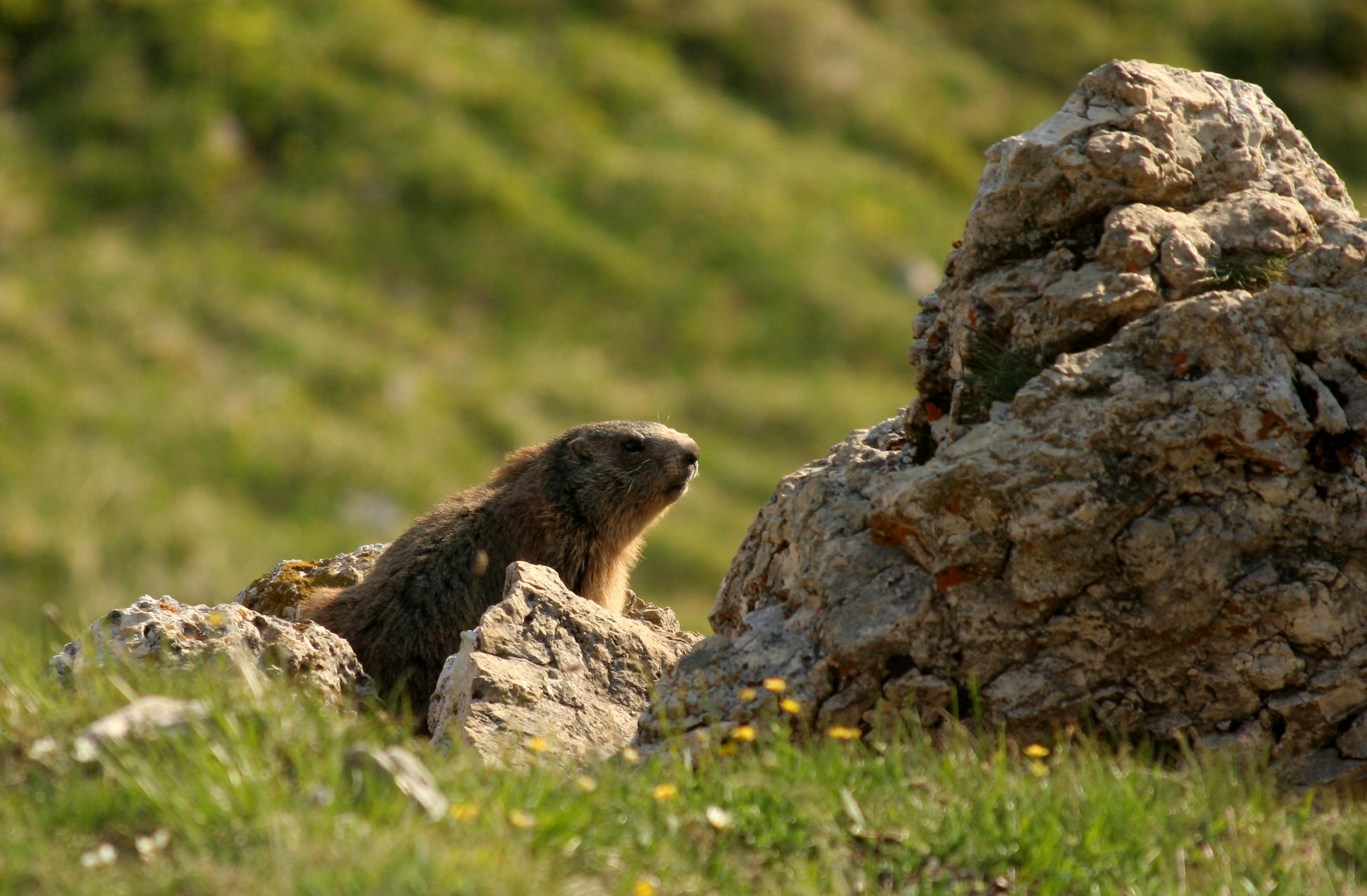 marmot astralplane